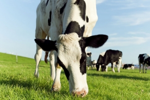 Products and supplies for dairy farms in Preston, Idaho